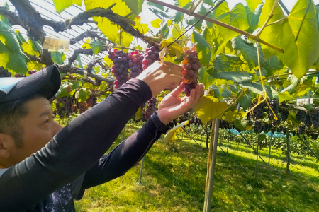 小森ぶどう園の100%ぶどうジュース (スチューベン使用) 500ml 3本セット｜ぶどう フドウ ジュース 瓶ジュース フレッシュジュース じゅーす フルーツジュース 飲み物 飲料 ジューシー [1100]