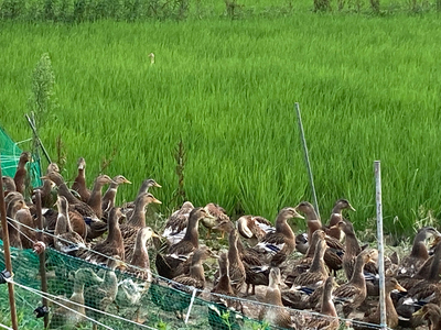 令和7年産 アイガモ栽培米 (白米) とロハ酒飲み比べセット｜2025年産 米 こめ ごはん 地酒 日本酒 [1105]