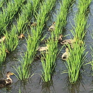 令和7年産 アイガモ栽培米 (白米) とロハ酒飲み比べセット｜2025年産 米 こめ ごはん 地酒 日本酒 [1105]