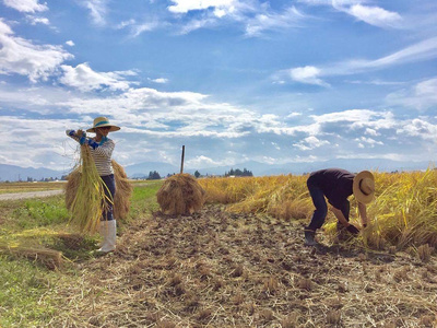 令和7年産 アイガモ栽培米 (玄米) とロハ酒飲み比べセット｜2025年産 米 こめ ごはん 地酒 日本酒 にごり酒 [1106]