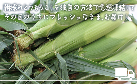 極☆凍結 北海道産スイートコーン 【 ふるさと納税 人気 おすすめ ランキング とうもろこし トウモロコシ とうきび トウキビ コーン スイートコーン 甘い 焼きトウモロコシ 焼き  北海道 北斗市 送料無料 】 HOKP001