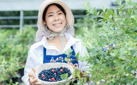 【定期便】冷凍ブルーベリー600gを2か月ごと3回 果物詰合せ フルーツ 