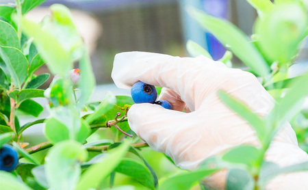 【定期便】冷凍ブルーベリー600gを2か月ごと3回 果物詰合せ フルーツ 