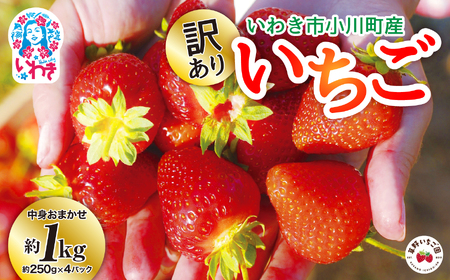 訳あり　いわき市産いちご　草野いちご園のいちごの詰め合わせ1kg（250g×4P）（中身はお任せ） | 苺 イチゴ ストロベリー strawberry 青果 生果 果物 くだもの フルーツ 旬 産地直送 春季 冬季 いわき市産 福島県産 福島県産限定品種 オリジナル品種 ふくはるか | BB032