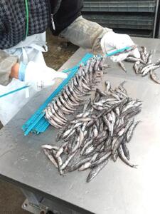 【ふるさと納税】まるふと厳選ひもの詰合せ(6種類)