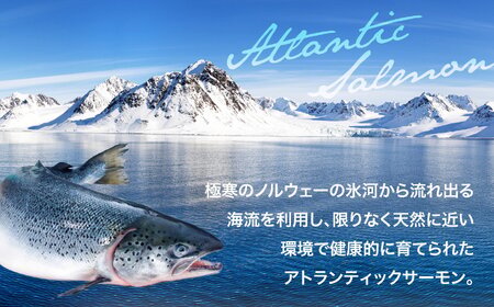 【サーモン】アイスバーグサーモン600g 