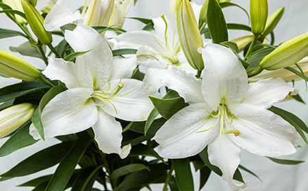 ユリ専門＜深花園＞観賞用ゆり オリエンタルリリー ＜白・普通＞ 蕾20輪以上 F23R-958