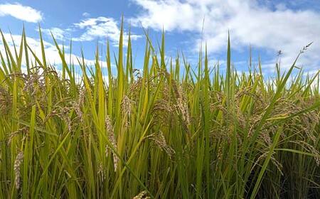 令和7年産 ミルキークイーン 精米 5kg 米 コメ ごはん ご飯 食品 F24R-229