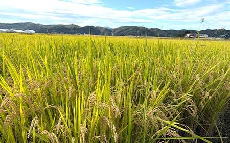 令和7年産 ミルキークイーン 精米 5kg 米 コメ ごはん ご飯 食品 F24R-229