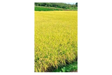 令和5年産米 北條農園の特別栽培米（コシヒカリ） 10kg F21R-100