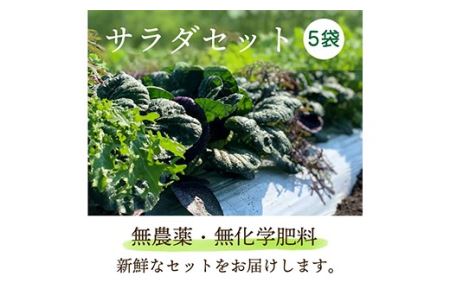 都内マルシェで人気のお野菜！サラダに最適！葉野菜とミニ根菜のセット 5袋 F21R-208