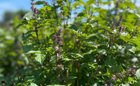 ハーブティー 国産ホーリーバジルティーバック（50回分） F21R-801