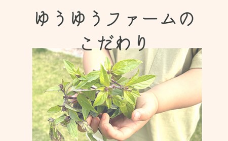 ハーブティー 国産ホーリーバジルティーバック（50回分） F21R-801