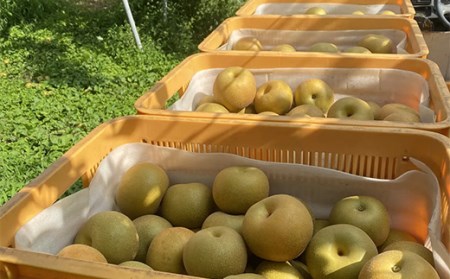 《2024年秋出荷》味が濃い梨 豊水2.5kg（5～8玉） F21R-854