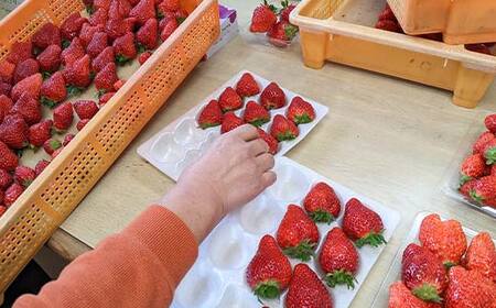 ＜アグリハウス秋山＞ とちおとめ デラックス3L～4L 大玉 24～30粒 F7X-0214