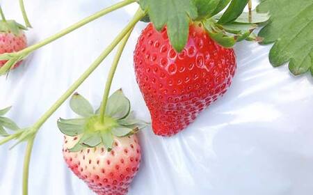 ＜アグリハウス秋山＞ とちおとめ デラックス3L～4L 大玉 24～30粒 F7X-0214