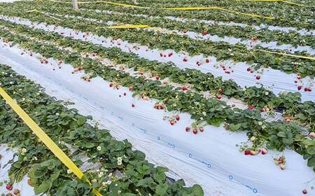 ＜アグリハウス秋山＞ とちおとめ デラックス3L～4L 大玉 24～30粒 F7X-0214