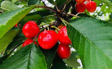 さくらんぼ 佐藤錦 紅秀峰 紅てまりのどれか1品種 1kg Lサイズ 贈答用 ＜有我果樹園＞ F7X-0229