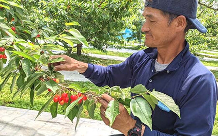 さくらんぼ 佐藤錦 紅秀峰 紅てまりのどれか1品種 1kg Lサイズ 贈答用 ＜有我果樹園＞ F7X-0229