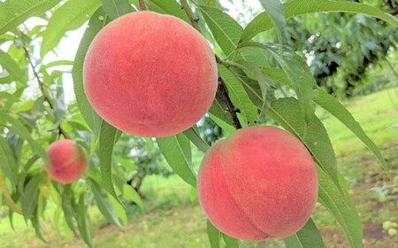 桃 ＜有我果樹園＞ 品種色々 2kg 6～8玉 贈答用 F7X-0231