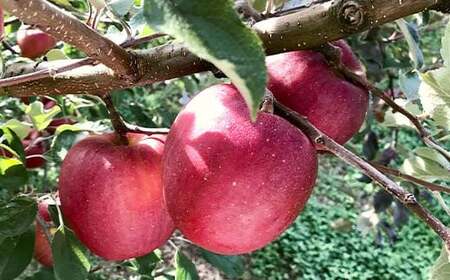 福島県のリンゴ　いわせっ娘 約3kg(8～12玉) F7X-0010