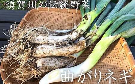 明治から守る伝統野菜「曲がりネギ 紅白セット」約3kg F7X-0073