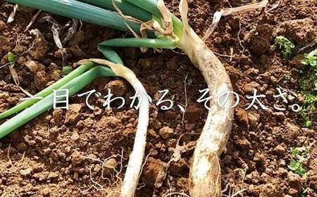 明治から守る伝統野菜「曲がりネギ 紅白セット」約3kg F7X-0073
