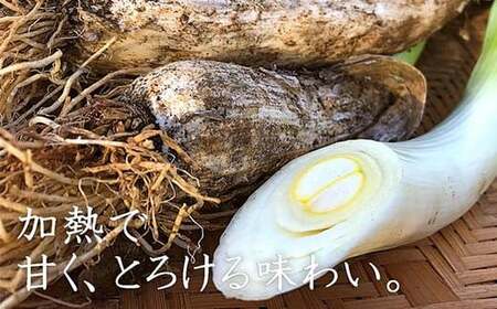 明治から守る伝統野菜「曲がりネギ 紅白セット」約3kg F7X-0073