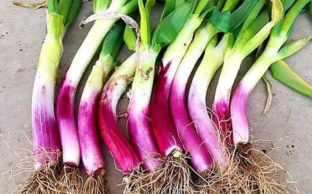 明治から守る伝統野菜「曲がりネギ 紅白セット」約3kg F7X-0073