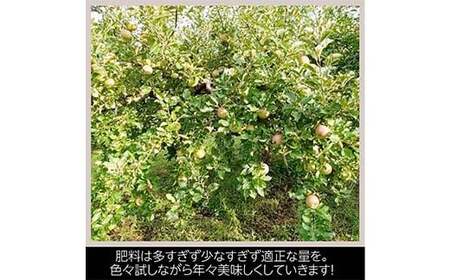 りんご 家庭用 5kg バラ積め 保証+1kg入＜有我果樹園＞ りんご リンゴ 林檎 デザート フルーツ 果物 くだもの F7X-0286