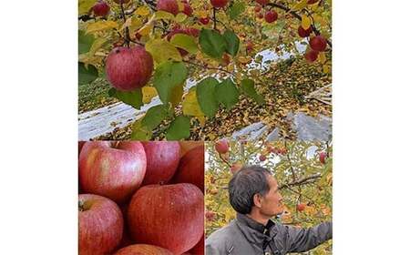 りんご 家庭用 5kg バラ積め 保証+1kg入＜有我果樹園＞ りんご リンゴ 林檎 デザート フルーツ 果物 くだもの F7X-0286