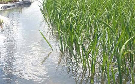 お米の定期便 特別栽培米 太地米完熟 【こしひかり】 白米3kg×3か月連続 ブランド米 お米 精米 白米 人気 F7X-0372