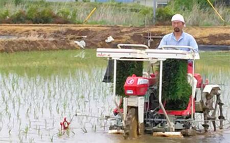 お米の定期便 特別栽培米 太地米完熟 【こしひかり】 白米3kg×3か月連続 ブランド米 お米 精米 白米 人気 F7X-0372