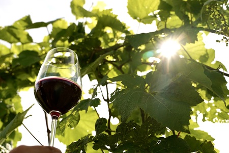 福島の恵み 喜多方シードルとワイン(Aセット) シードル マスカットベイリー 750ml 各1本 計2本 ギフト お土産【07208-0099】