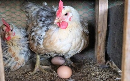 会津地鶏卵定期便（1箱20個）5ヶ月間　【07208-0171】