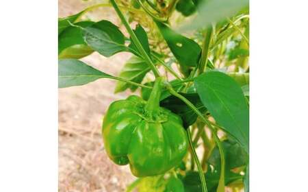 かぐら南蛮味噌セット　【07208-0547】