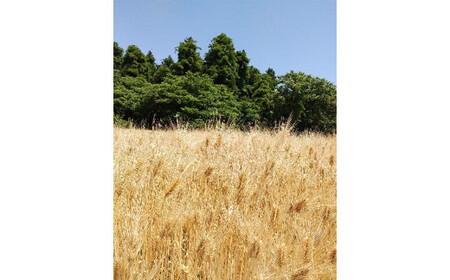 もち麦　国産　喜多方市産　700g　【07208-0637】 