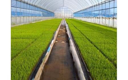 特別栽培米 ミルキークイーン 5kg 令和7年産 雪蔵銀ぴか米 会津 喜多方 【07208-0681】