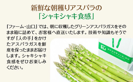 【先行予約】【訳アリ】　喜多方産　グリーンアスパラガス　1kg【07208-0716】