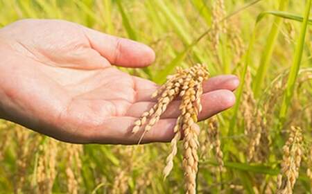 コシヒカリ　喜多方市産　極献上コシヒカリ　白米5kg　米　【07208-0730】