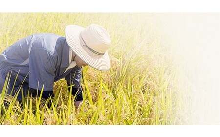 コシヒカリ　喜多方市産　極献上コシヒカリ　白米5kg　米　【07208-0730】