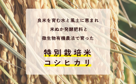 【定期便3ヶ月】菊姫米　特別栽培米コシヒカリ　玄米5kg【ADATARAふぁーむ】
