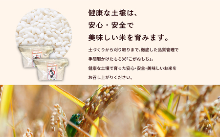 菊姫米　高級ブランドもち米こがねもち使用　もち米5kg【ADATARAふぁーむ】