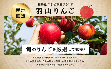 《2024年10月中旬以降発送》羽山のりんご　紅玉5kg【羽山果樹組合】