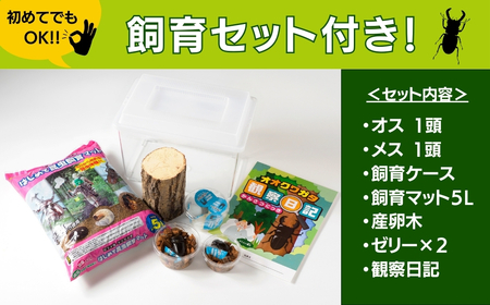 【先行予約】 オオクワガタペア 飼育 セット 65mm～ 福島県 田村市 田村
