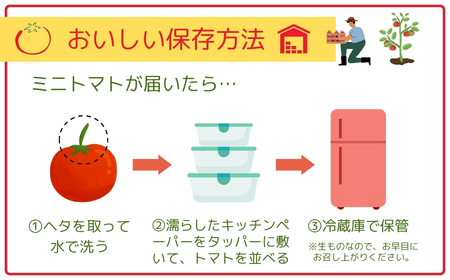 【先行予約】ミニトマト サンチェリー 1.5kg 農家直送 福島県 田村市