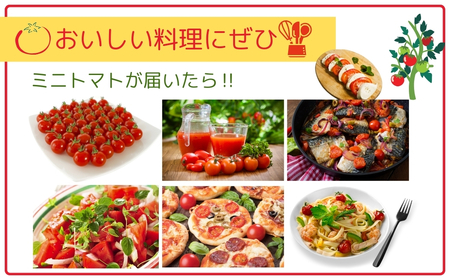 【先行予約】ミニトマト サンチェリー 3kg 農家直送 福島県 田村市