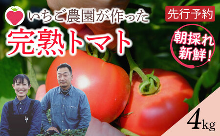 朝採り完熟 トマト 4kg 1箱 大玉 7月発送 新鮮 野菜 農家直送 おすすめ おいしい 福島県 田村市 田村 がもう農園