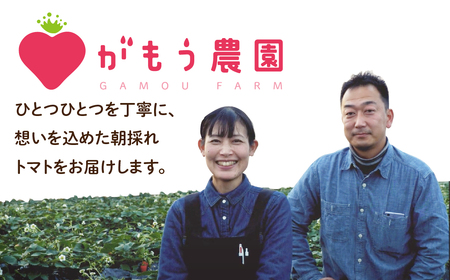 朝採り完熟 トマト 4kg 1箱 大玉 7月発送 新鮮 野菜 農家直送 おすすめ おいしい 福島県 田村市 田村 がもう農園