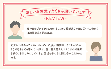 先行予約 母の日 クレマチス プリンセスダイアナ 5号鉢 ラッピング 福島県 田村市